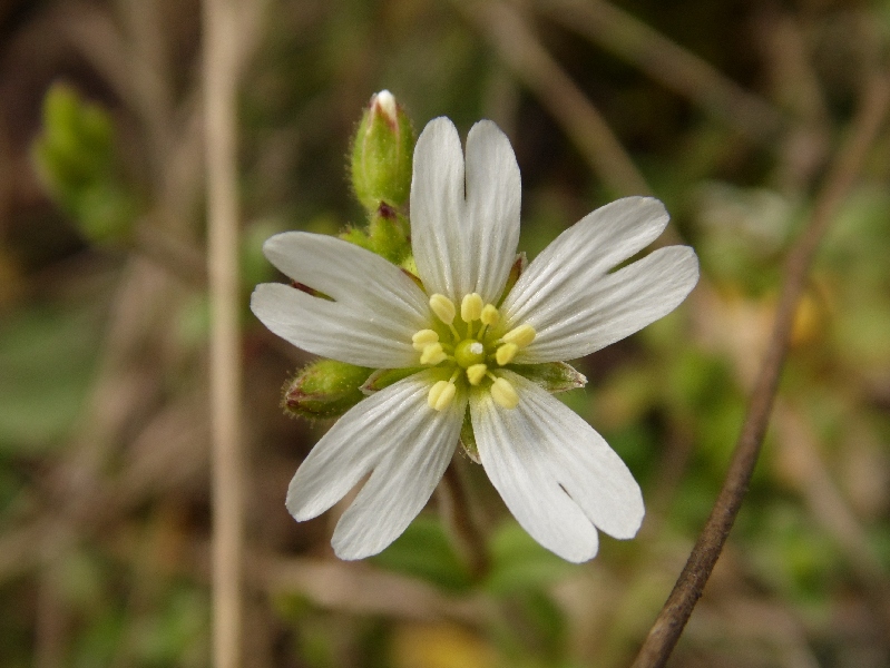 Fiore 3 da determinare - Cerastium sp.